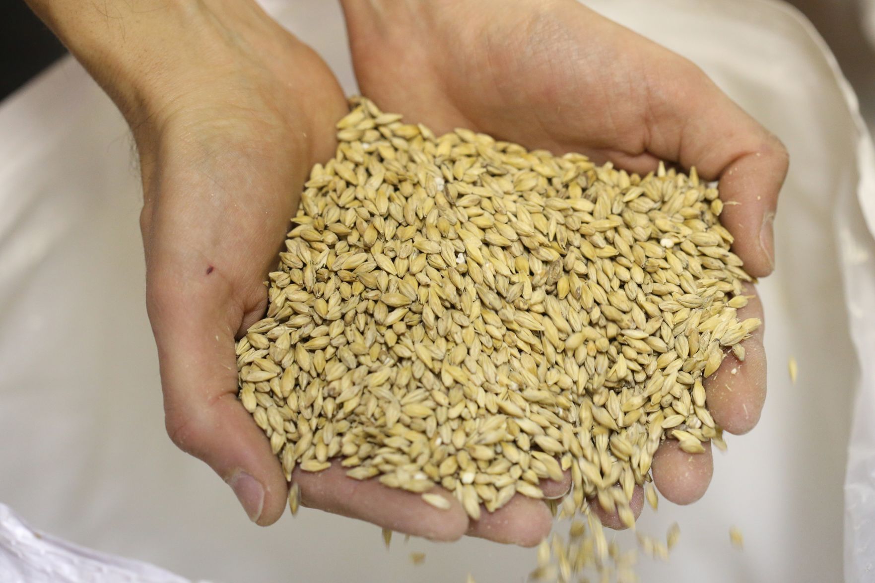 225 Lager grains